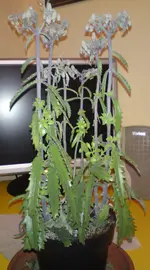 DSC01443.webp