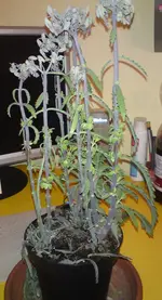 DSC01444.webp