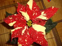 IMGP4815.webp