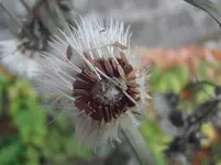 PB280244.webp