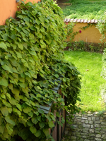 pfeifenwinde sept.11.webp