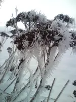 DSC00774.webp