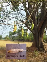 KERALA.webp