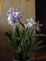 PB290064.webp