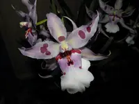 PB290066.webp