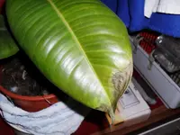 SAM_1099.webp