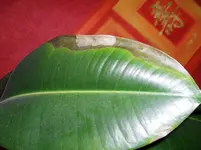 SAM_1102.webp