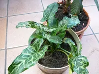 29,11 006.webp