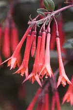 Gartenmeister_Bonstedt_fKleinau_039.webp