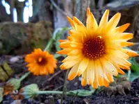 006.webp