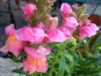 008.webp
