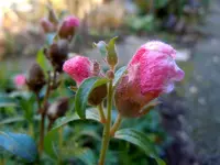 009.webp