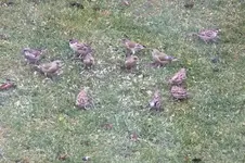 2011_1130Herbst0002 spatz und fink.webp