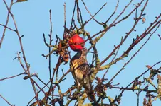 2011_1127Herbst0003.webp