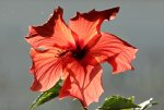 Hibiskus2_smaller.JPG