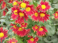 DSCF1450.webp