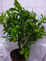 P1050330.webp