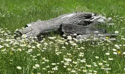 Sommer v (3).webp