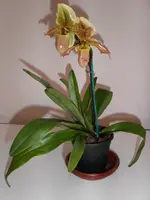 PICT00040.webp