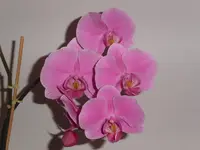PICT0035.webp