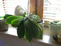 DSCN1225.webp