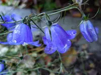103.webp
