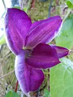 102.webp