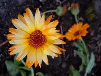 105.webp