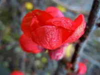 106.webp