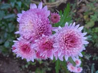 108.webp
