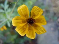 109.webp