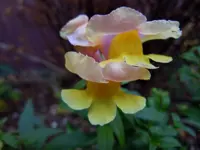 111.webp