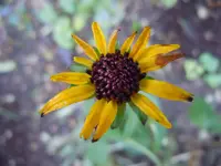 110.webp