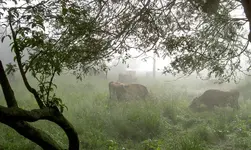 Kuehe im Nebel v.webp