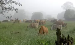 Kuehe im Nebel v (1).webp