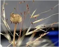 01_gartenstolz.webp