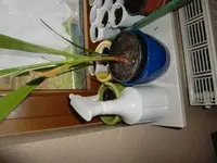 CIMG2137.webp