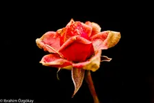 30.11.11 (4 von 62).webp