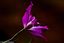30.11.11 (45 von 62).webp