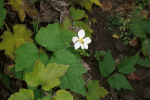 ALIM0154.gif