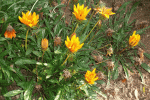 ALIM0155.gif