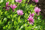 ALIM0156.gif
