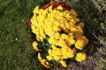 ALIM0157.gif