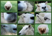 Rosalie Dezember 2011 (2).webp