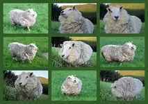 Rosalie Dezember 2011 (3).webp