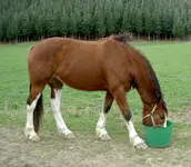Tiere alt 376 v.webp