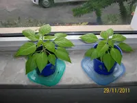 ErkerHabaPapPep100_0800 (Medium).webp