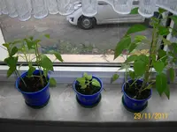 ErkerHabaPapPep100_0801 (Medium).webp