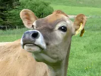 Copy of Tiere alt 015.webp
