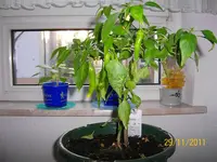 ErkerHabaPapPep100_0798 (Medium).webp